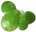 lemna.org